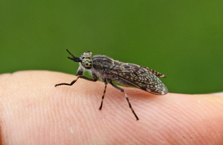 Regenbremse (Haematopota pluvialis) - © Emanuel Trummer